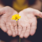 NWCRC - Open Palms Holding Yellow Daisy, What to expect in a study